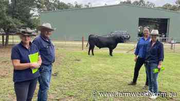 Rennylea Angus top $45000 - Farm Weekly