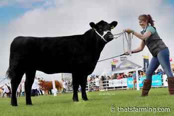 Father-daughter-duo farming elite Aberdeen Angus cattle - Thats Farming