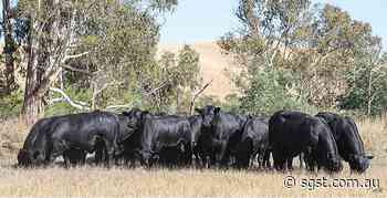 Elite Genetics At The Kelly Angus Autumn Sale - South Gippsland Sentinel-Times
