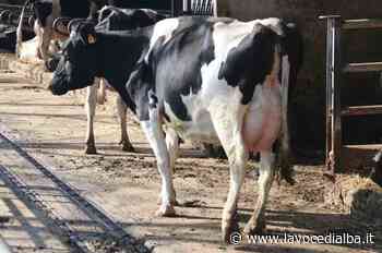 Cia Cuneo: “Allevatori di bovini da latte al collasso: non coprono più le spese di produzione” - LaVoceDiAlba.it