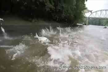 Great Lakes Governors to Request Asian Carp Defense Funding - 9 & 10 News - 9&10 News
