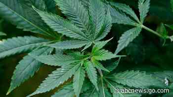 Republican lawmakers unveil medical marijuana regulations - ABC News