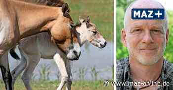 Potsdams Wolfsrevier: Sielmanns Döberitzer Heide kämpft mit Müll - Märkische Allgemeine Zeitung