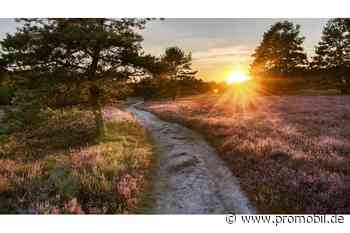 Wohnmobil-Tour in die Lüneburger Heide: 5 Gründe für eine Reise in die Heide - promobil
