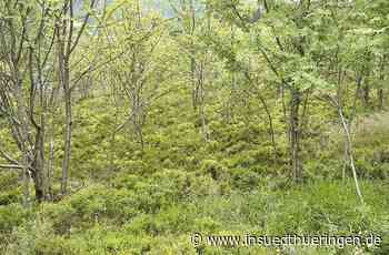 Landschaftspflege in Lauscha: Weniger Gehölz, dafür Ziegen oder Schafe für die Heide - inSüdthüringen - inSüdthüringen
