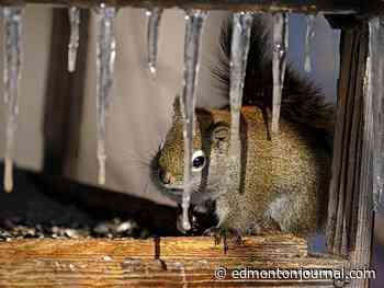 Edmonton weather: More and more chances of snow