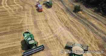 Grano e mais, Budapest blocca l'export. Quali conseguenze per Trieste? - Trieste News