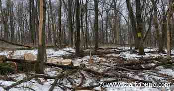 Trees felled in heron rookery near Rochester