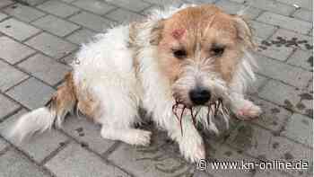 Mann schlägt in Sachsen auf Hund ein und bedeckt ihn mit Abfällen