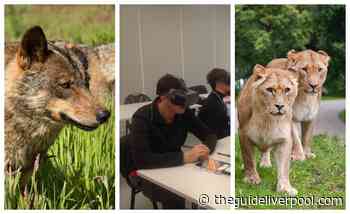 Knowsley Safari offering Virtual Reality work experience for budding animal keepers - The Guide Liverpool