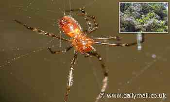 Spiders hunt in PACKS of hundreds, using web vibrations to coordinate attacks