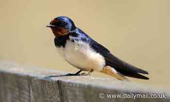 Swallows no longer migrating the 6,000 miles to South Africa and are staying in Britain over winter