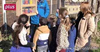 Heppenheim: Bunte Bienen-Zimmer aus Dosen - Echo Online