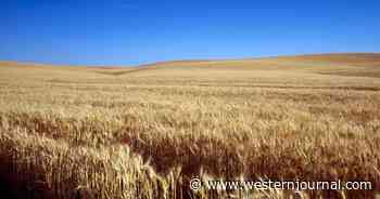 Ukraine War Will Cause 'Global Food Crisis,' Crop Yields Will Drop by Catastrophic 50%: CEO