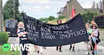 Wallonië geeft geen vergunning voor "wolvenpark" op de taalgrens van Brakel en Vloesberg - VRT NWS