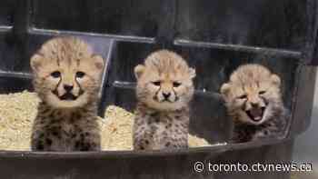 Nearly 150 animals at the Toronto Zoo to receive COVID-19 vaccinations