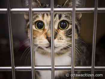 Deadlines approach for Humane Society lottery's early-bird draws