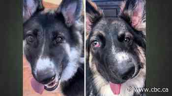 Internet-famous Alberta dog with 'wonky face' bonds with his Texan twin