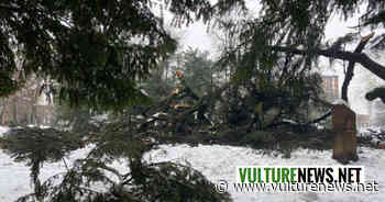 Melfi, pericolo caduta alberi: ecco l'avviso del Comune - vulturenews.net