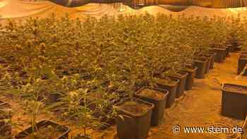 Düsseldorf: Polizei entdeckt riesige Cannabis-Plantage in Wohnhaus - STERN.de