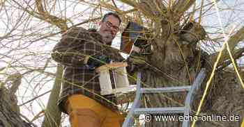 Der Steinkauz hat sich bei Trebur rar gemacht - Echo Online