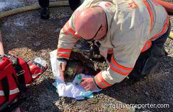 Pets rescued, revived, after fire rips through Massachusetts home - Fall River Reporter