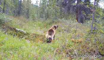 Remote trail-cam reveals 'amazing' array of iconic animals - For The Win