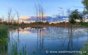 Green Coalition hopes to present plan to ministers - Westmount Magazine