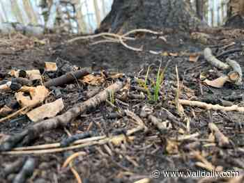 Local Forest Service to receive over $2 million in funds for Grizzly Creek, Sylvan Fire restoration - Vail Daily