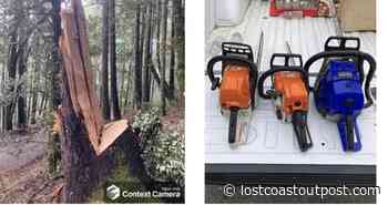 Yeah, You Can't Just Carve Up a National Forest and Not Expect Consequences - Lost Coast Outpost