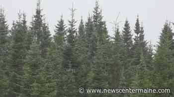 $6M in grants to boost Maine's forest industry - NewsCenterMaine.com WCSH-WLBZ