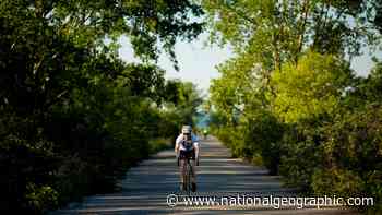 The elusive urban forest that lies beneath Toronto - National Geographic