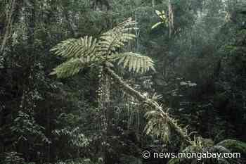 Brazil's Atlantic Forest gets a chance at a fresh start through restoration - Mongabay.com