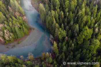 BC BUDGET: Province braces for shrinking forest industry, new lands ministry – Victoria News - Victoria News