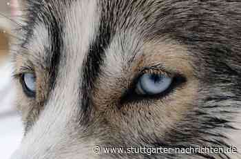 Mannheim - Mann stiehlt Hund vor Supermarkt - Stuttgarter Nachrichten
