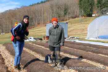 Die Vielfaltsgärtnerei in Steinen bietet Nahversorgung der anderen Art - Steinen - Badische Zeitung