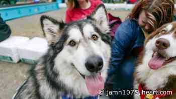 Doggie Dash Is Back - iHeart