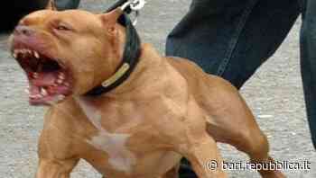 Bari, bambina di 5 anni azzannata al viso da un pitbull: amputato un orecchio, è grave - La Repubblica