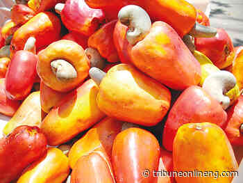 Cashew production: 'Nigeria now behind Ghana, Cote D' Ivoire, Guinea Bissau' - Tribune Online