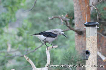 Out There: Spring in the Making - Creston Valley Advance