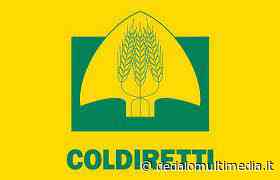 Enna – Domani manifestazione Coldiretti contro aumento prezzi - Dedalomultimedia