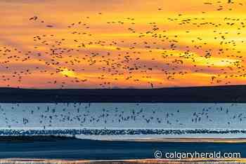Postmedia Calgary receives three international media honours - Calgary Herald