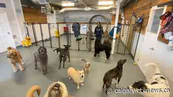 Worries over separation anxiety as Calgary pet owners return to work - CTV News Calgary