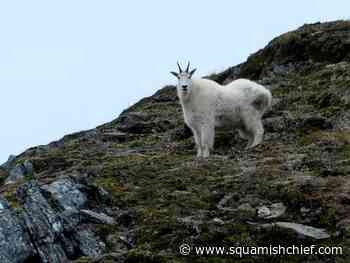 Mountain goat population declining in British Columbia: study - Squamish Chief