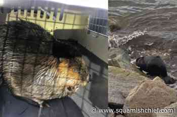 Police rescue beaver in distress from ocean near Vancouver - Squamish Chief