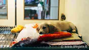 Sicilia, inaugurata a Enna una clinica veterinaria pubblica - LifeGate - LifeGate