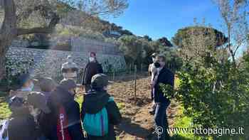 L’oro di Capri: piantumazione di 25 esemplari di olivo - Ottopagine