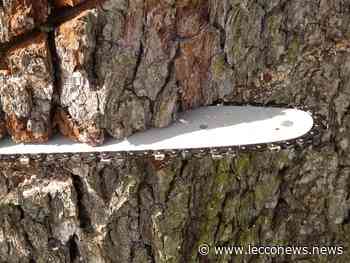 “DATECI UN TAGLIO”, L'OPINIONE SUGLI ALBERI ABBATTUTI - Lecconews