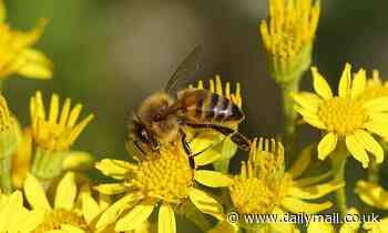 Weeds including ragwort are TWICE as likely to attract bees than wildflowers, study finds 