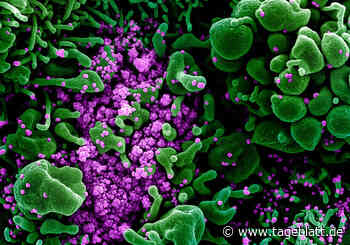 Corona-Lage: Zwei weitere Todesfälle im Landkreis Stade - Landkreis Stade - Tageblatt-online